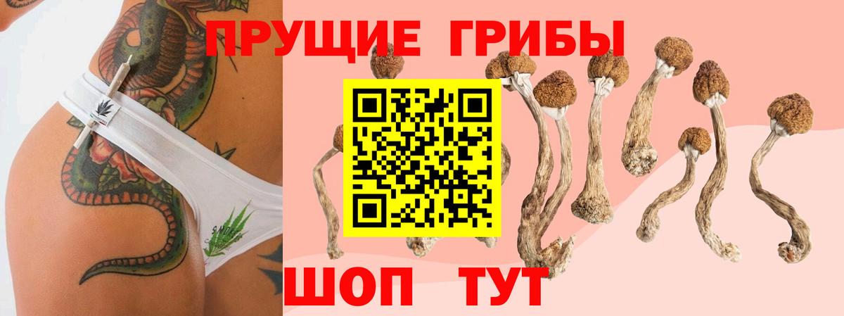 Псилоцибиновые грибы Cubensis Пенза
